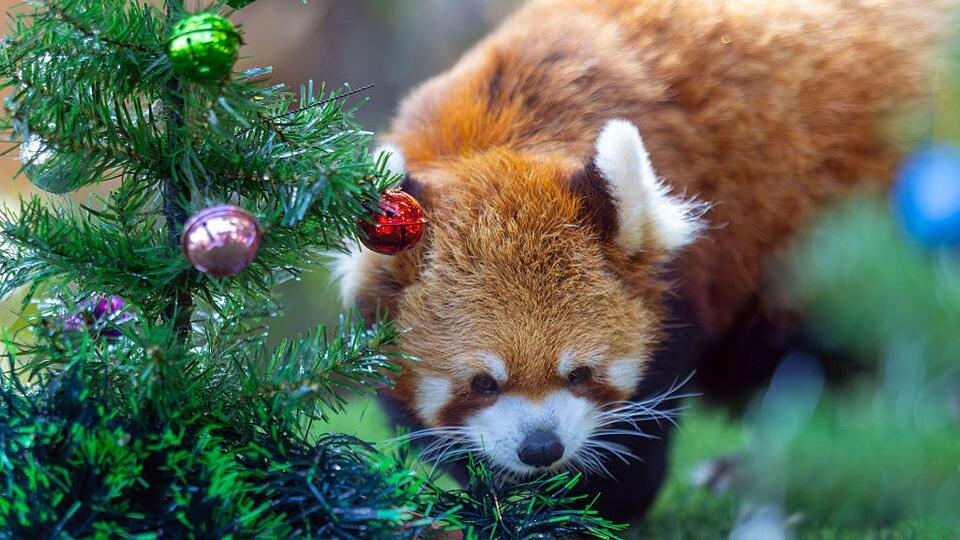 Adorable Red Panda Named 'Tiger' Photographed In Thailand Zoo - NewsBreak