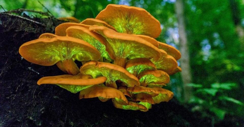 This Glowing Orange Mushroom Popping Up In Michigan Yards Looks Edible ...