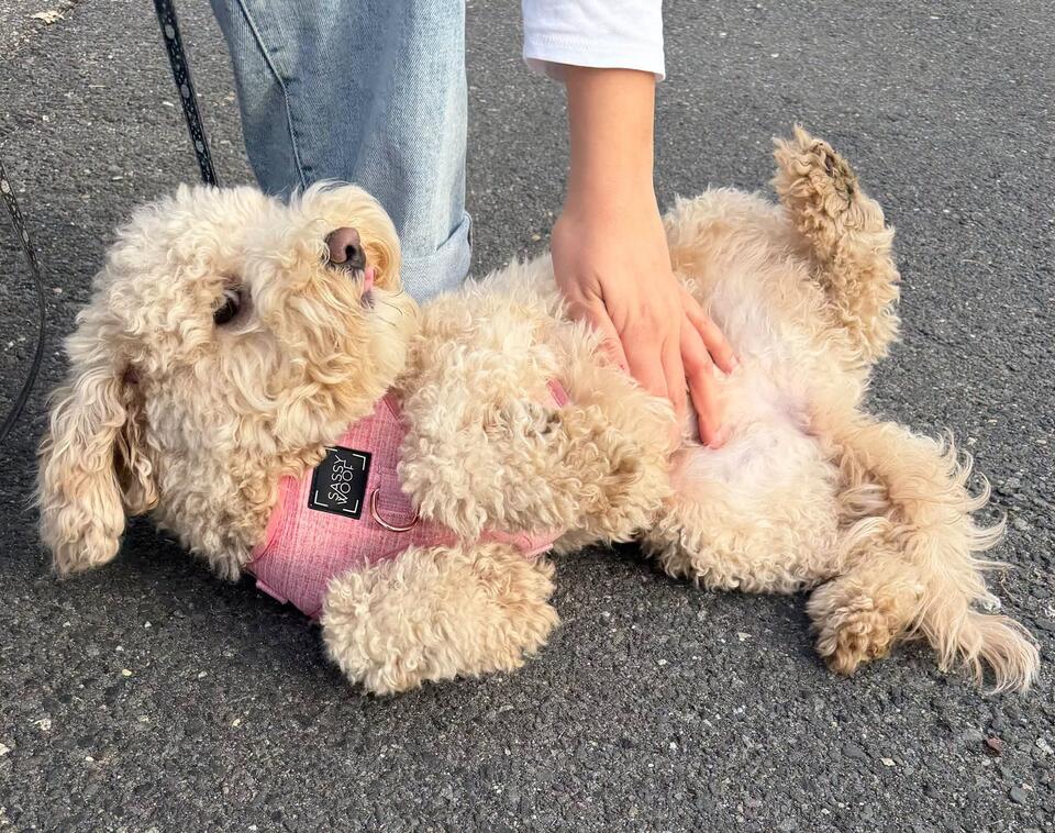 Owner Located for Found Dog on Bridge St - NewsBreak