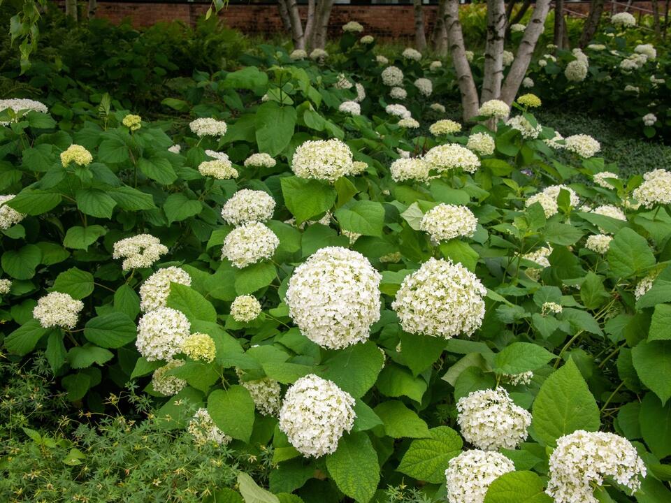 Choose the right plants for the shady spots in your garden