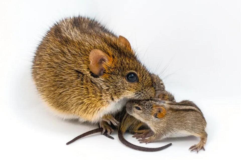 Some Mice Are Doting Dads, While Others Ignore or Attack Their ...