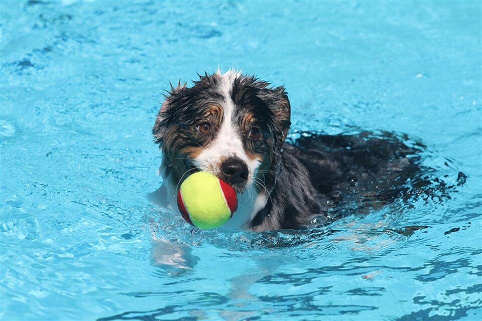 📅 Doggie Dip at Randol Mill: splash day for local pups - NewsBreak