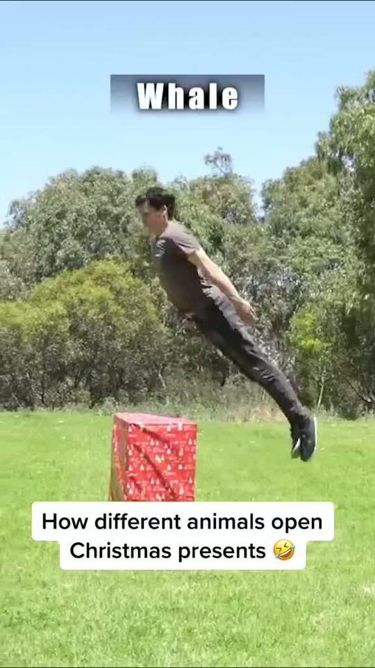 I have no words animals christmas animalsoftiktok fyp memes