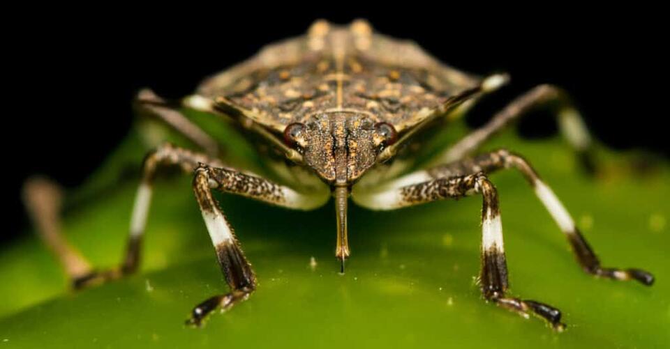 5 Bugs That Look Like Stink Bugs (Including 1 That’s Dangerous) - NewsBreak