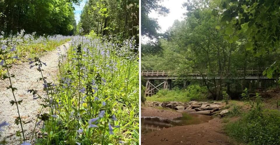 This South Carolina Trail Crosses 14 Bridges And Winds Through Long Tree Tunnels