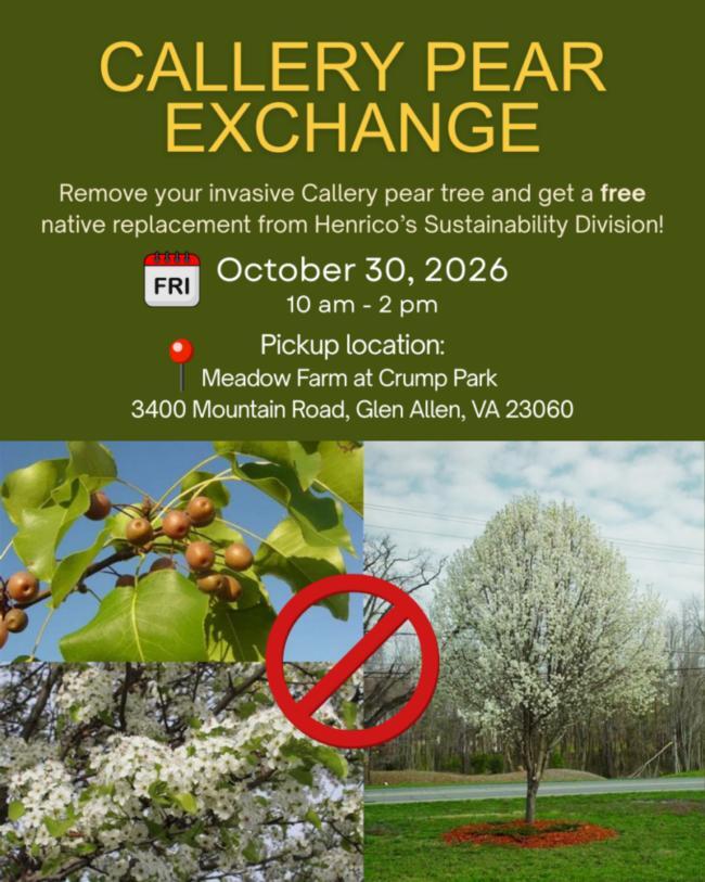 💰 Swap invasive pear trees for up to 3 free native trees - NewsBreak