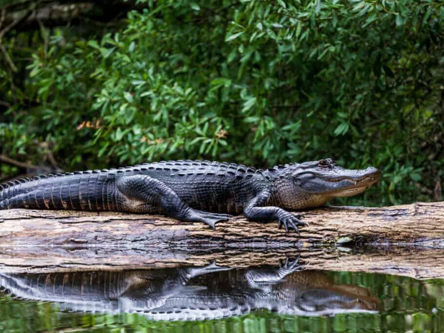 Discover the Biggest Alligator Ever Found in North Carolina