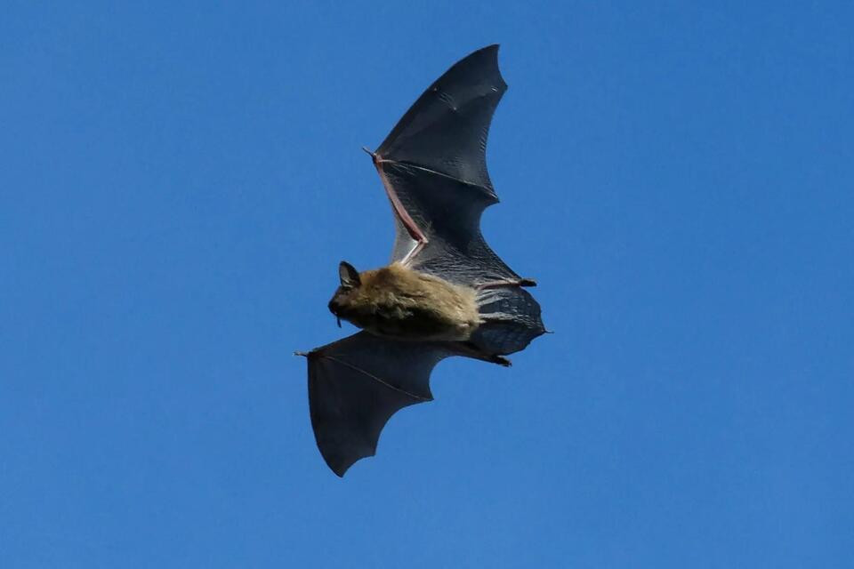 North Carolina Bat Removal Laws: Permits, Seasons, and Penalties ...