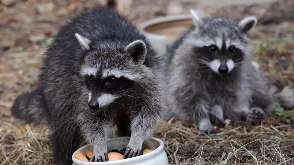 Is It Legal to Own a Raccoon in Arizona? Learn the Rules - NewsBreak
