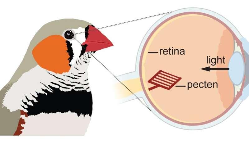 Bird retinas function without oxygen—solving a centuries-old biological ...