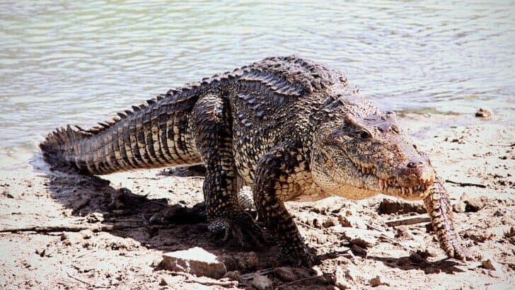 Top 10 Animals and Wildlife in the Australian Outback