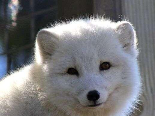Arctic Fox passes away at Great Bend zoo