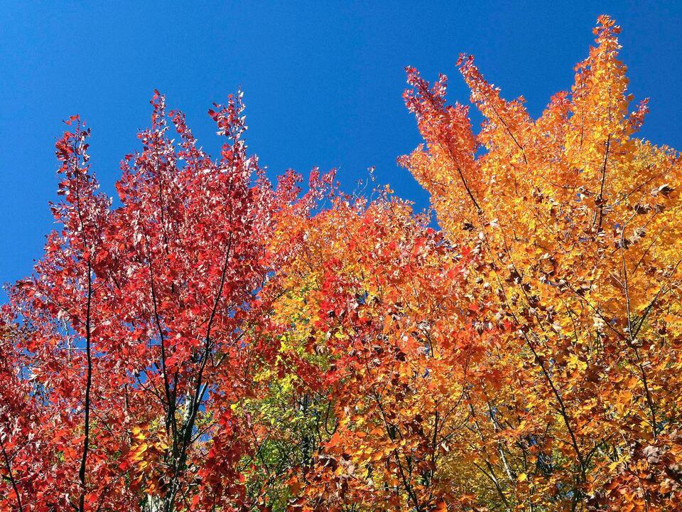 All aboard for autumn: MBTA’s new ‘Fall Rail Ride’ hits the tracks next ...