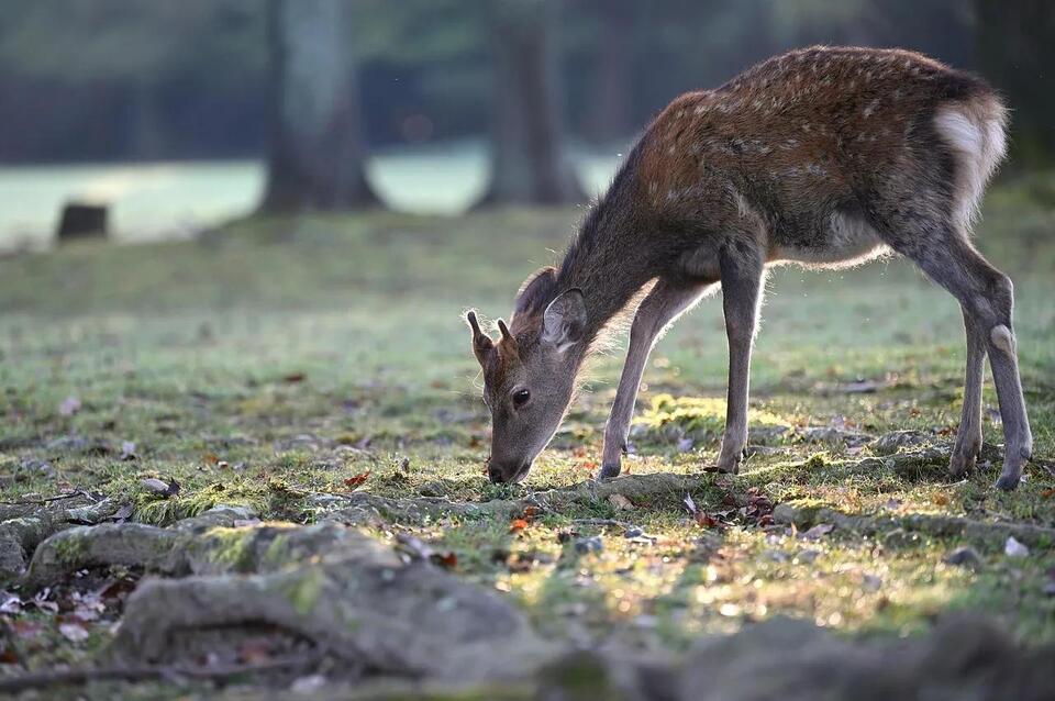 Is It Illegal to Feed Deer in Washington? What the Law Says - NewsBreak