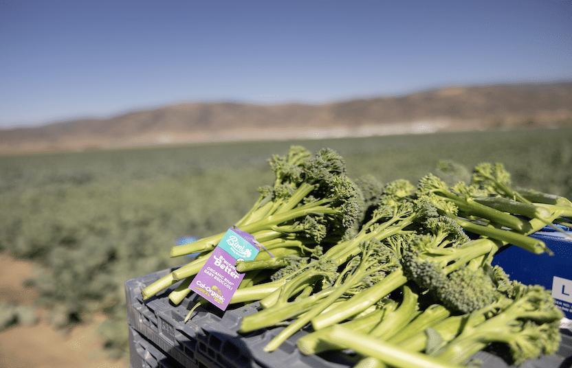 Bimi Baby Broccoli hosts food and agriculture creators at California ...