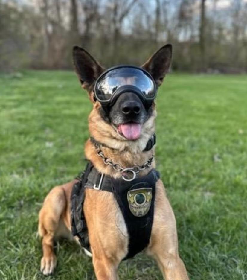 ‘Rest Easy, Quill’: Marion PD mourns loss of beloved K9 - NewsBreak