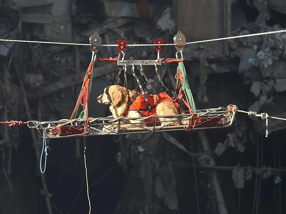 9/11 attacks: Remembering the search and rescue dogs of Ground Zero