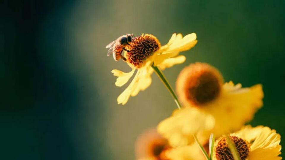 Police respond after man attacked by 'bee-type insects,' intersection ...