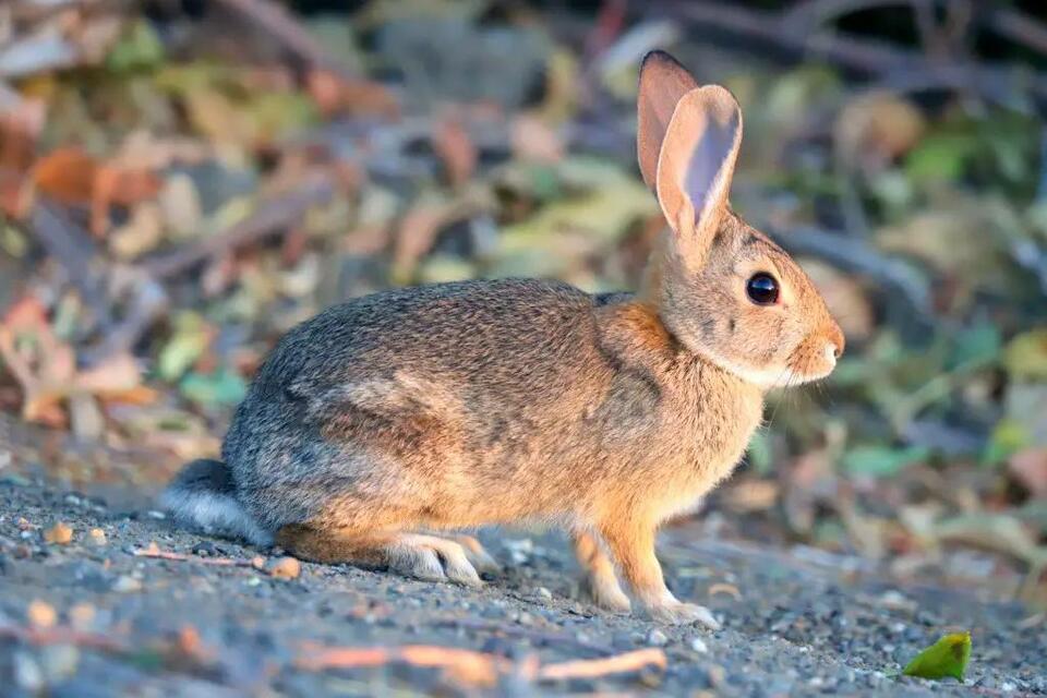 3 Species of Wild Rabbits in California (Pictures and Identification ...