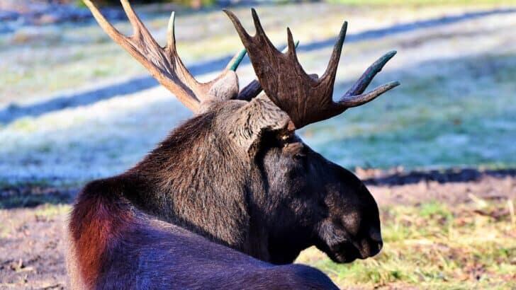 The Largest Bull Moose Ever Spotted in Alaska’s Wilderness - NewsBreak