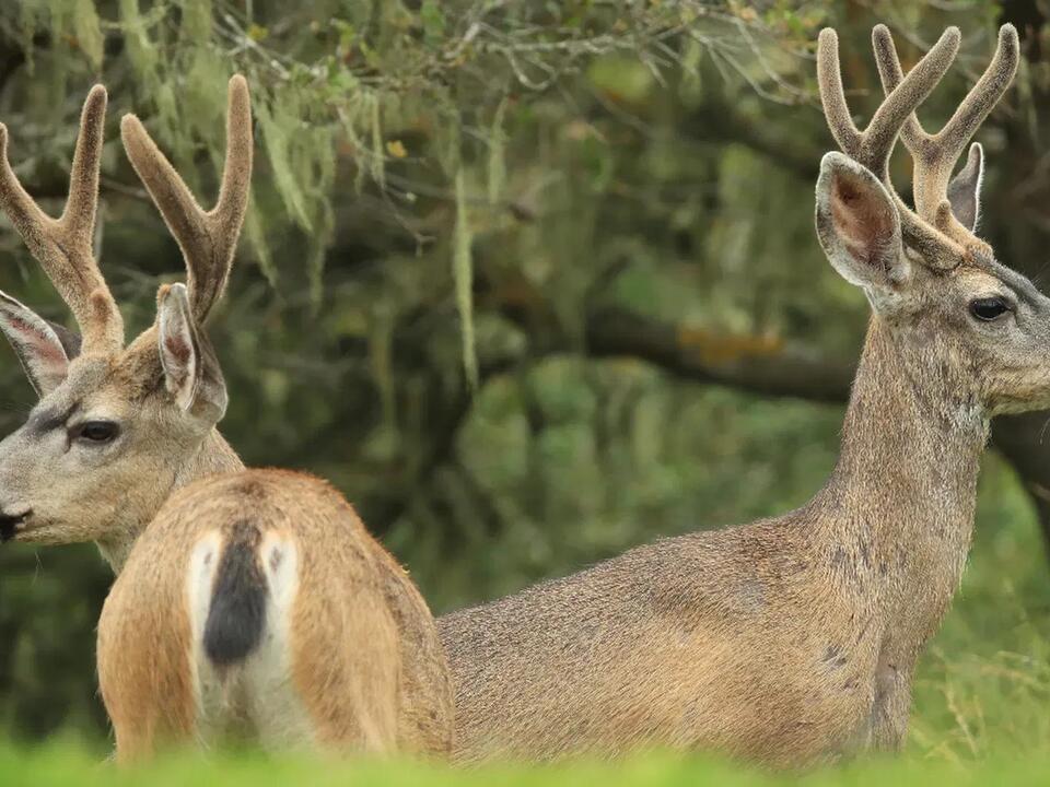 Deer limits changing for some counties in Ohio