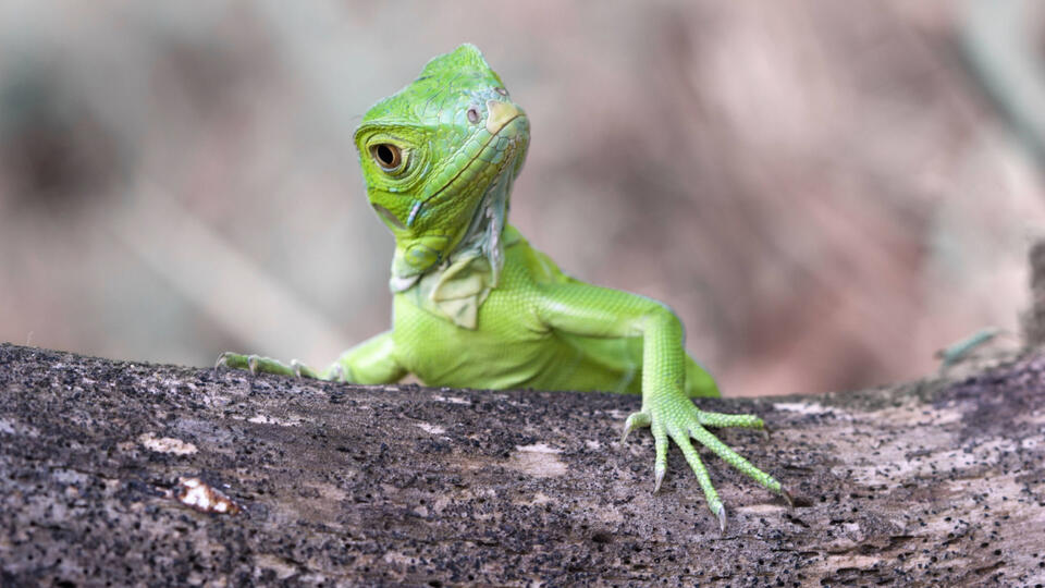 Florida Man Goes Viral for Frying Iguanas Outside Waffle House - NewsBreak