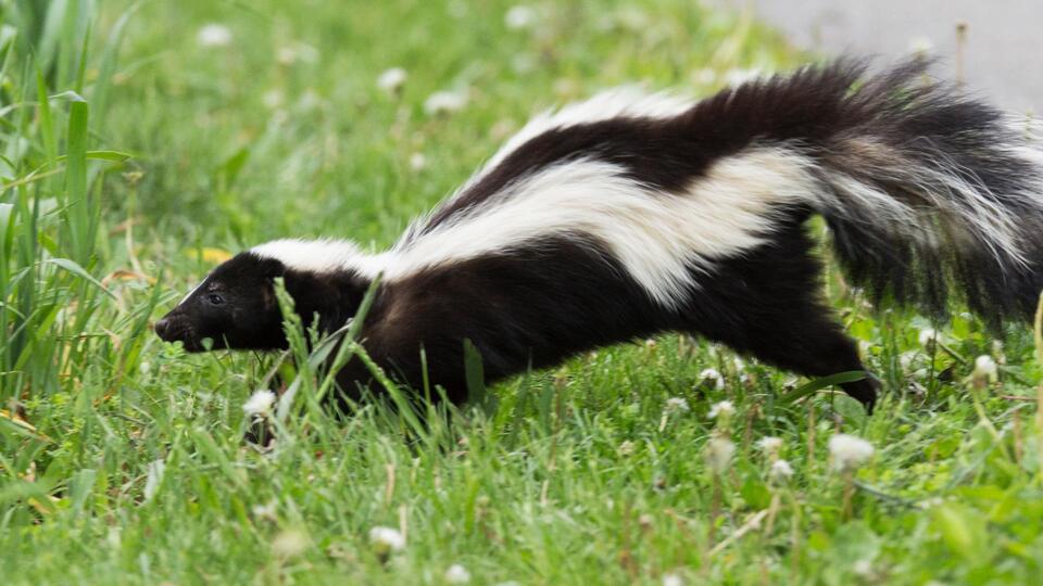 Health alert after skunk tests positive for rabies in Buda - NewsBreak