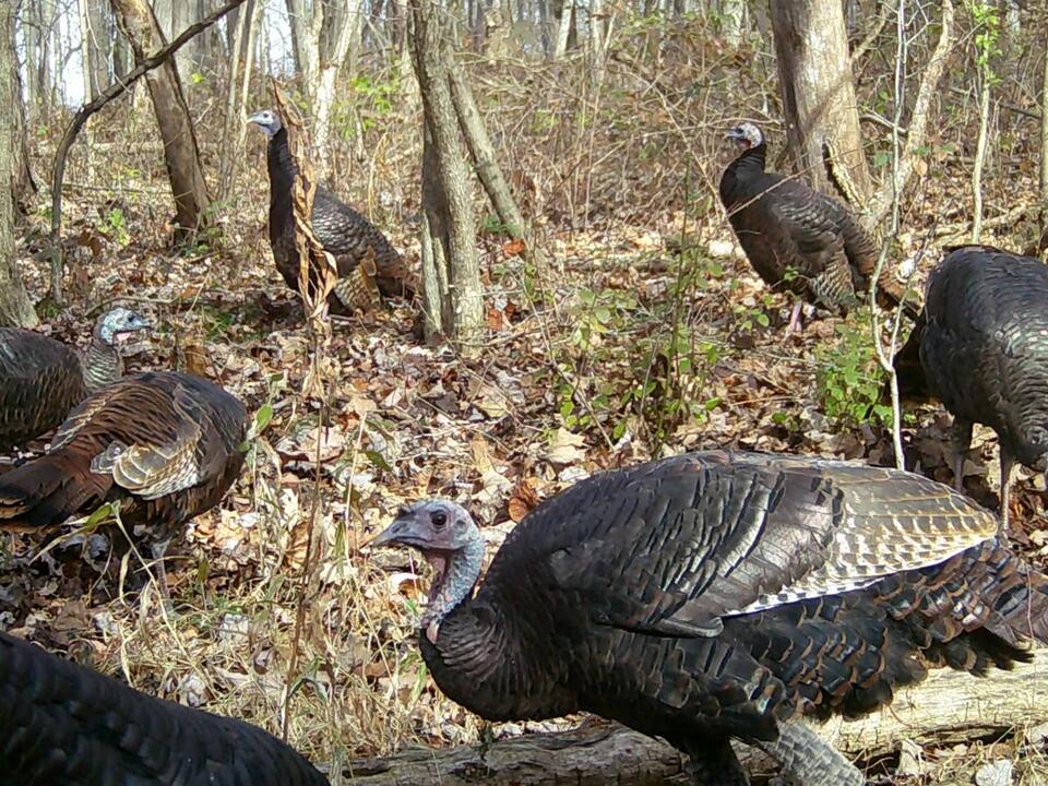 Pa. Game Commission explains why you should report sightings of wild
