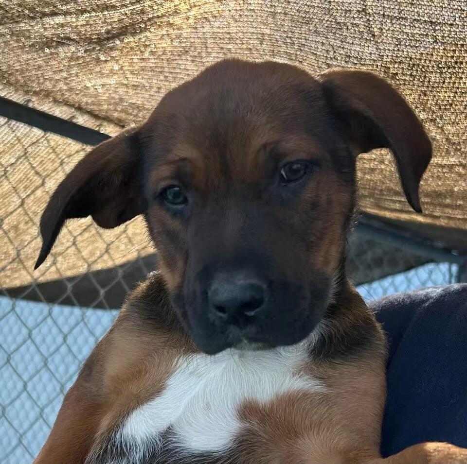 🐶 Playful Shepherd–Pyrenees Puppies Ready for Adoption in Gold Beach ...