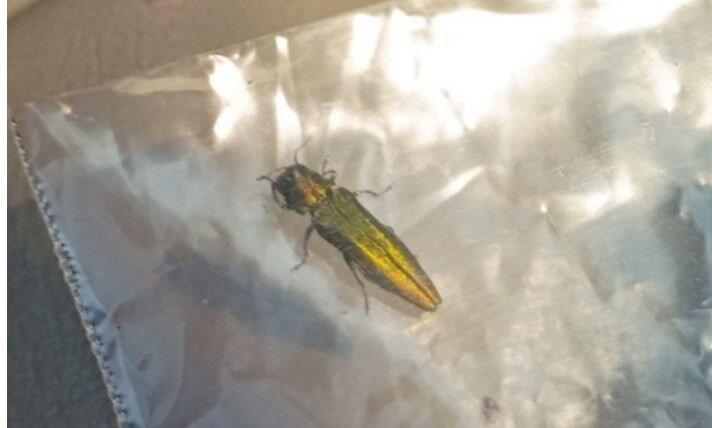 Deadly Tree Killing Insect Migrates to Walla Walla - NewsBreak