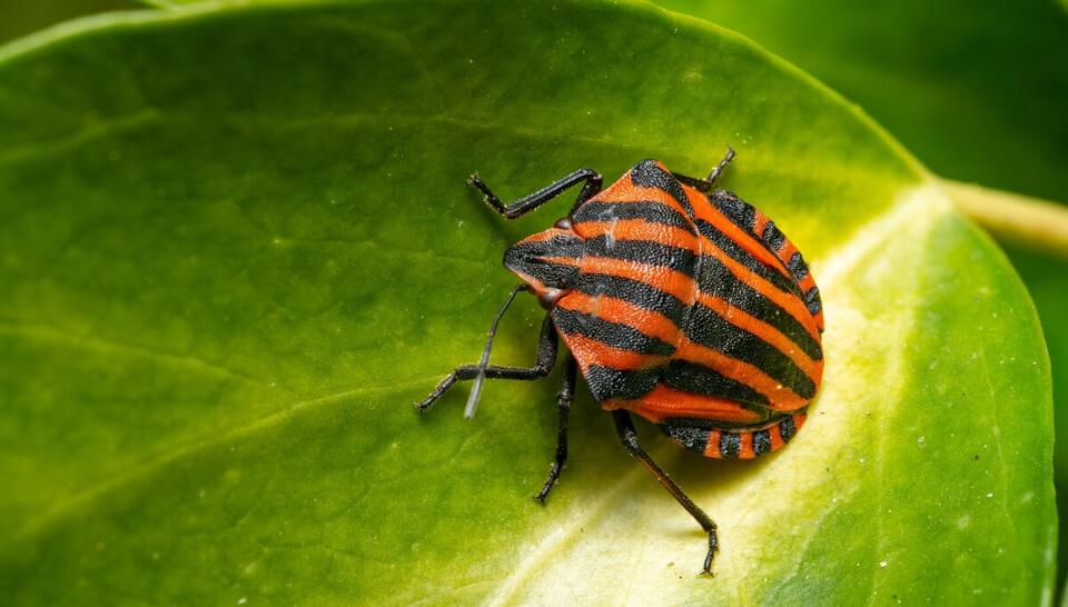 Microsoft catches hackers exploiting Zimbra bug before disclosure ...