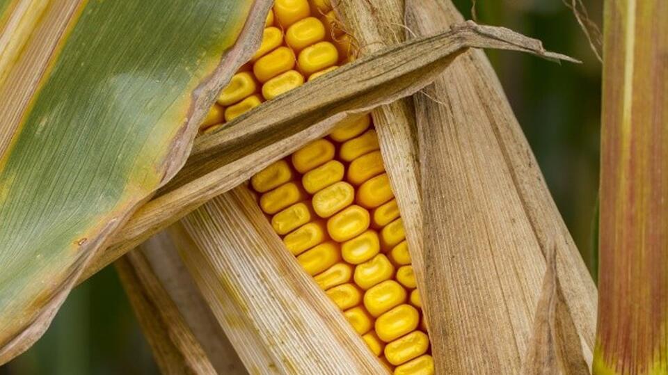 Ask these 4 questions to boost corn yield next year - NewsBreak