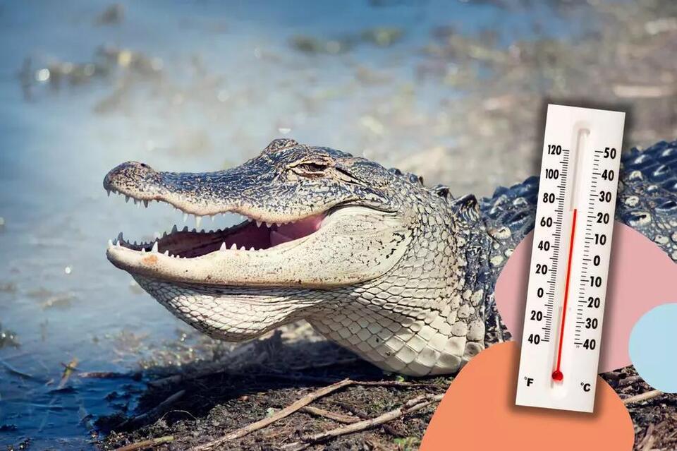 Alligator vs. Groundhog: Texas’ Winter Prediction Method - NewsBreak