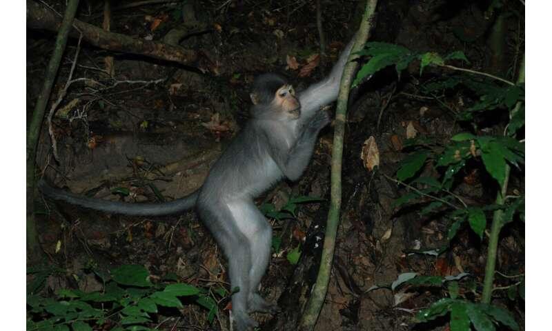 Last common ancestor of humans and chimpanzees could have been a vertical climber, no matter its feet