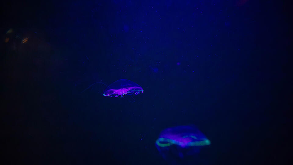 Illumination Under the Ocean: Understanding Bioluminescence and ...