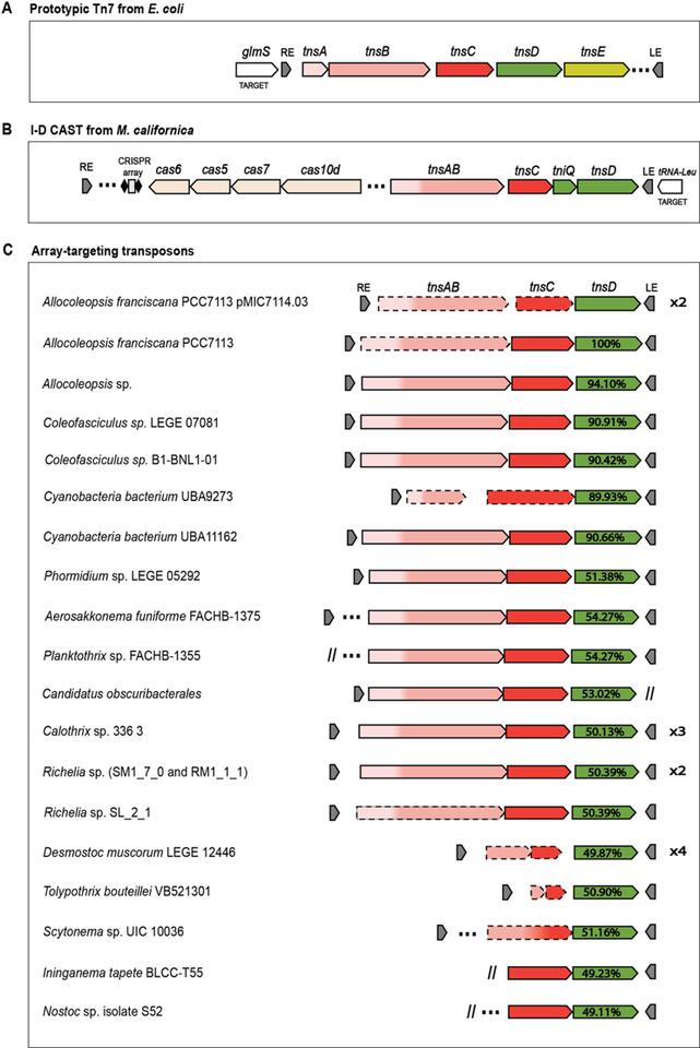 A family of Tn7-like transposons evolved to target CRISPR repeats ...