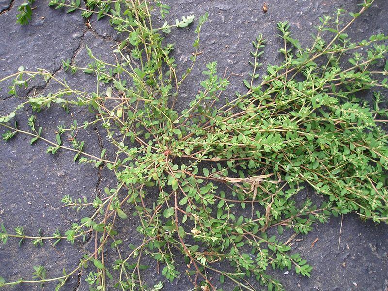 Why Spurge Keeps Coming Back in Arizona Yards and a Routine That Helps ...