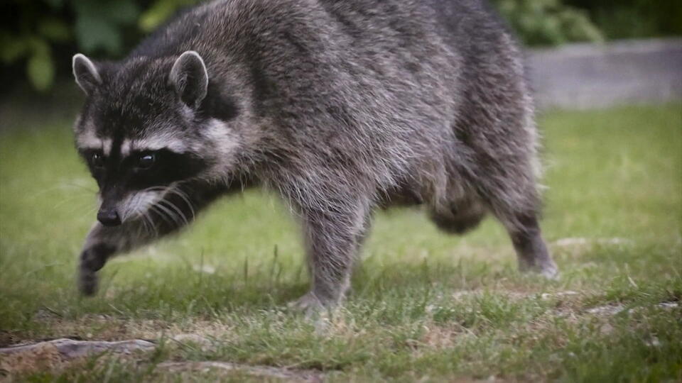 CDC warns rabies cases on the rise nationwide