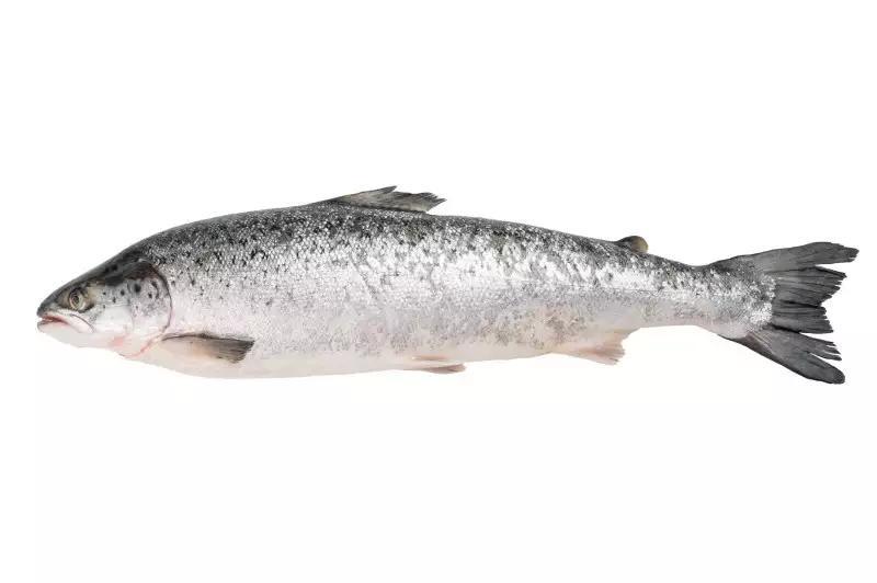 A Robot May Have Watched the Salmon You're Eating