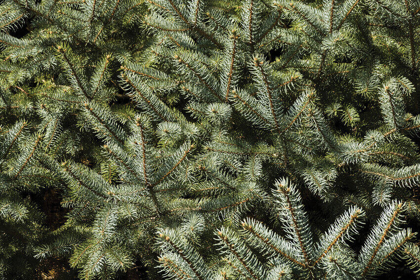 Apache Junction, Pinal County offering free Christmas tree drop-off ...