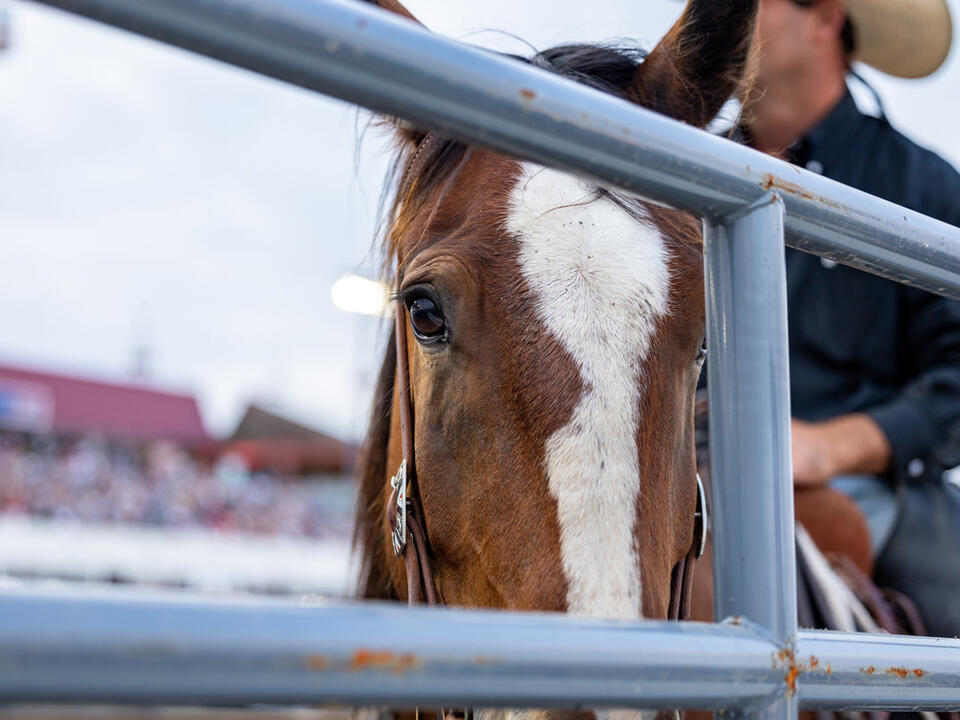 Minnesota Horse Expo moving from State Fairgrounds to Canterbury Park