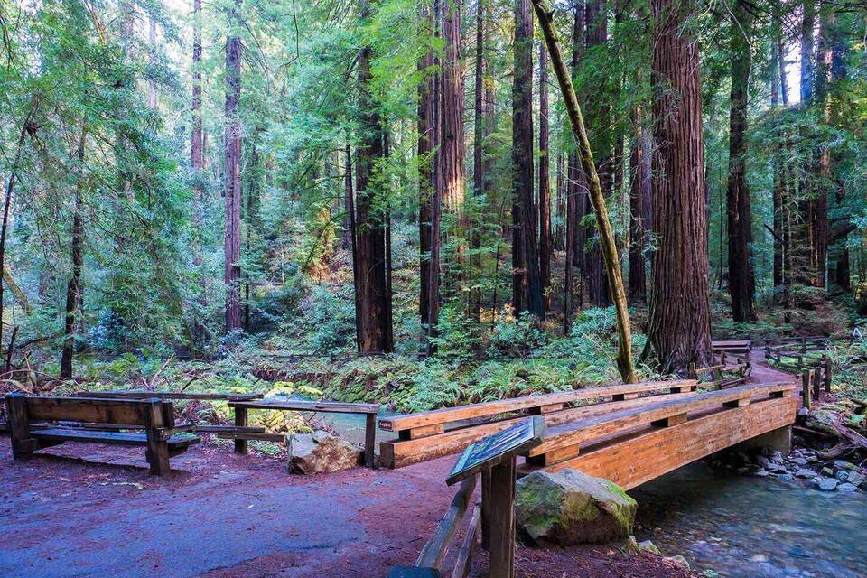 35 Facts About Bohemian Grove - NewsBreak
