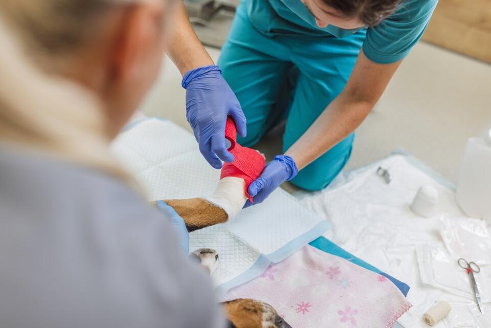 New Veterinary Wound Care Product Hits Market - NewsBreak