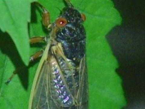 2024 cicadas to emerge in parts of Maryland. Here's what you need to know