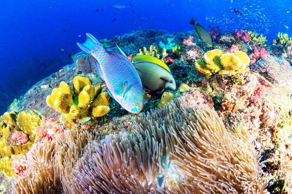What ‘grazing halos’ and parrotfish reveal about coral reef health ...