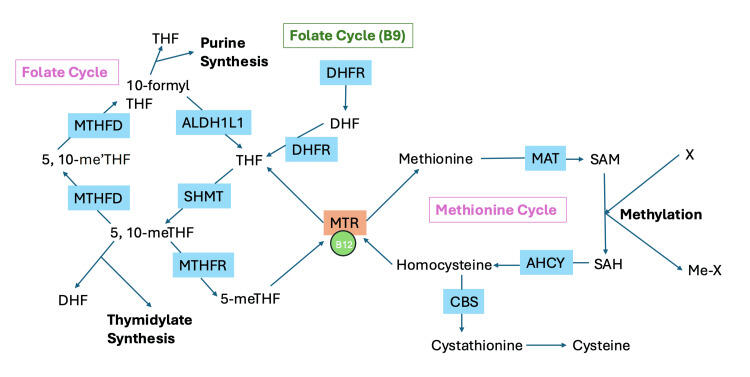 Adverse Effects of Excessive Folic Acid Consumption and Its ...
