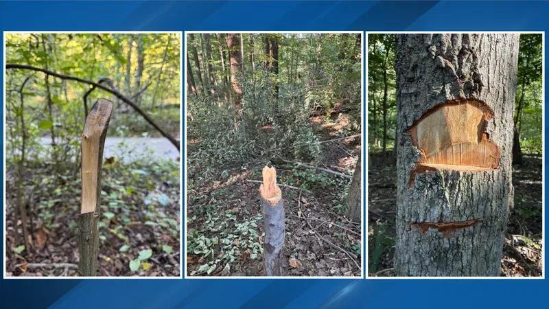 Multiple trees hacked down, signs vandalized at Cincinnati park - NewsBreak