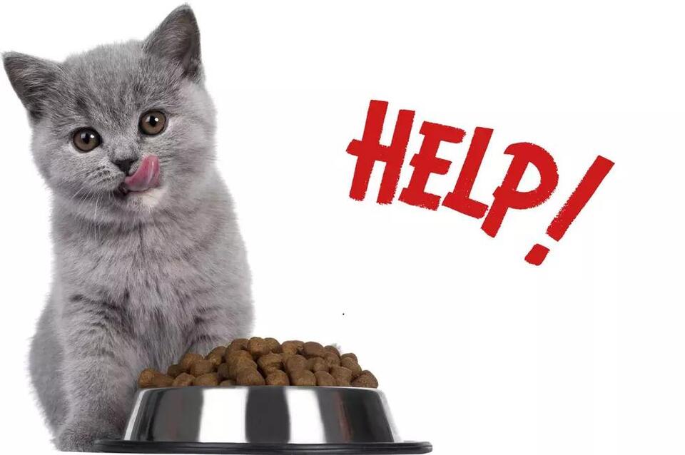 A Purr-fect Plea: Help Feed Our Furry Friends at The Broome County ...