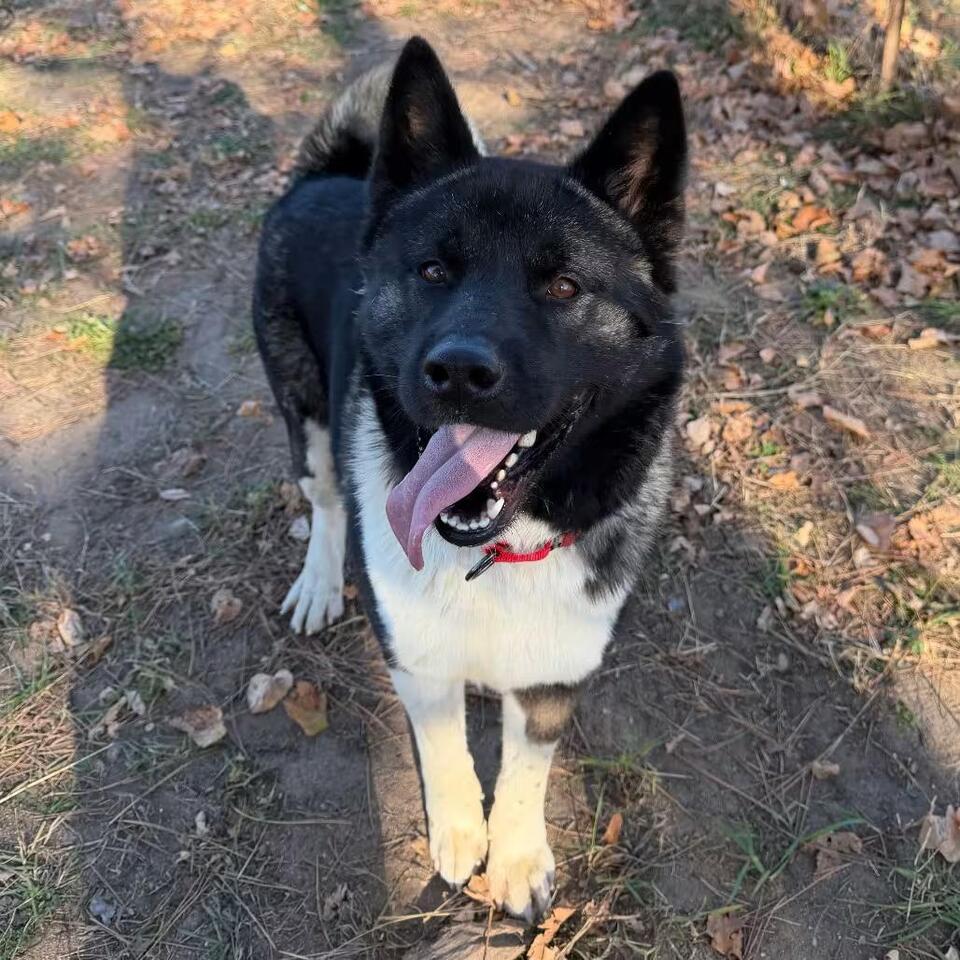 🐶 Playful, Gentle & Loyal Dogs Ready for Adoption in Wadena - NewsBreak