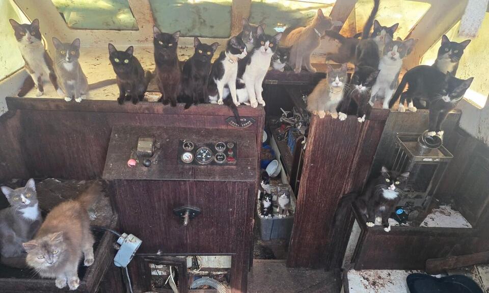 60 cats rescued from abandoned boat anchored off Washington state